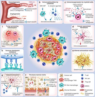 The prospect of tumor microenvironment-modulating therapeutical strategies